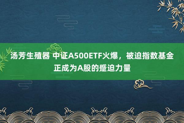 汤芳生殖器 中证A500ETF火爆，被迫指数基金正成为A股的蹙迫力量